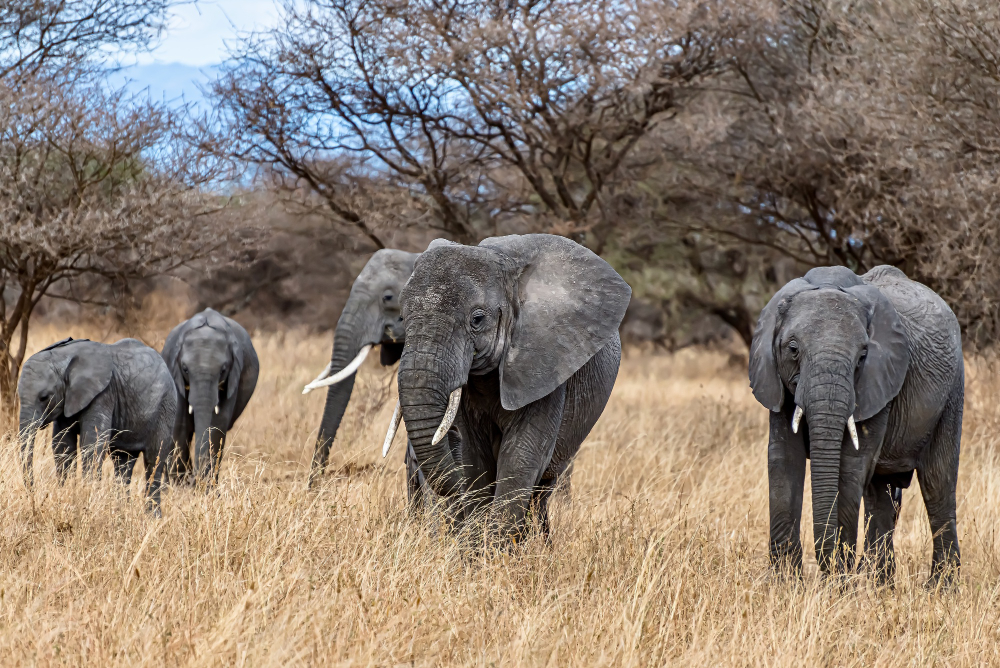  Exploring Our World: The Wonder of Wildlife 