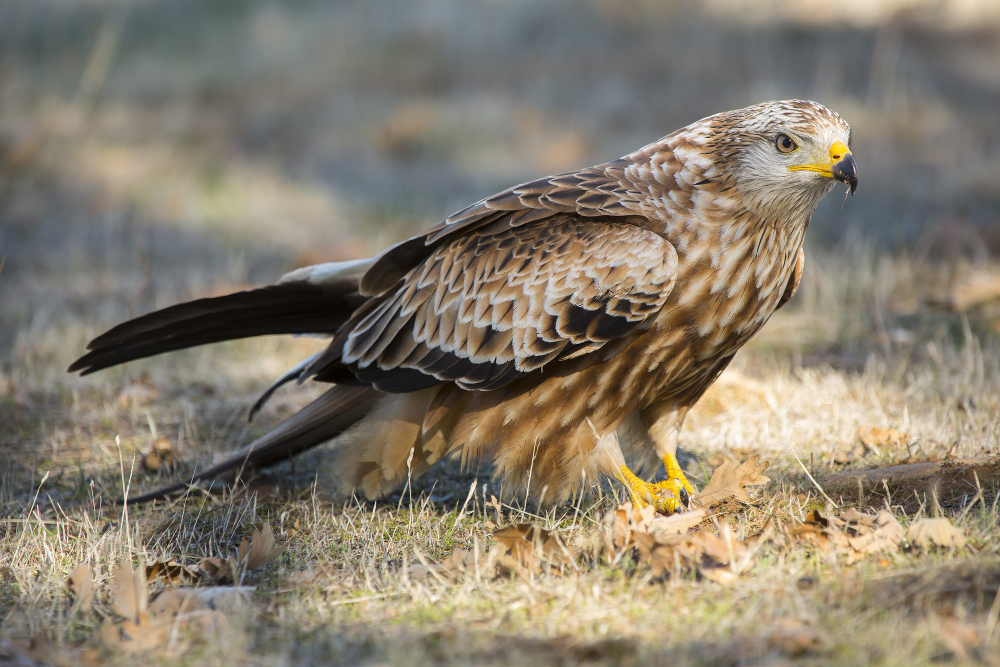  Little Explorers: A Journey Into the World of Hawks 