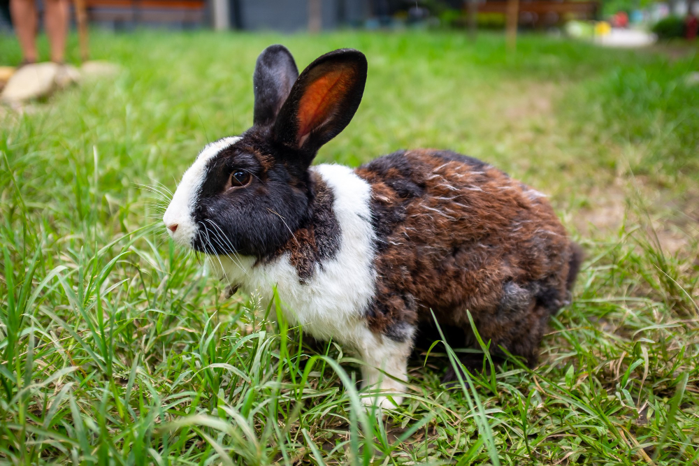  Little Explorers: A Hop into the World of Rabbits 