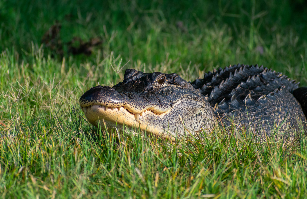  Exploring the World of Animals: The Amazing American Alligator 