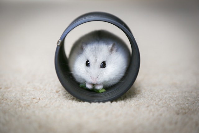  All About Hamsters: A Tiny Explorer's Guide 